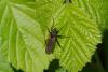 Empis tessellata